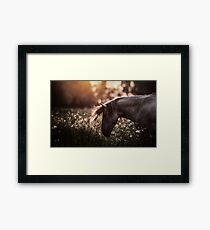 Summertime, ...And the cotton is high,,, Framed Print
