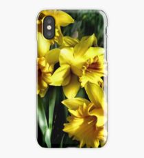 daffodils iPhone Case/Skin