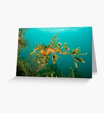 Leafy Seadragon Greeting Card