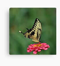Tiger Swallowtail Canvas Print