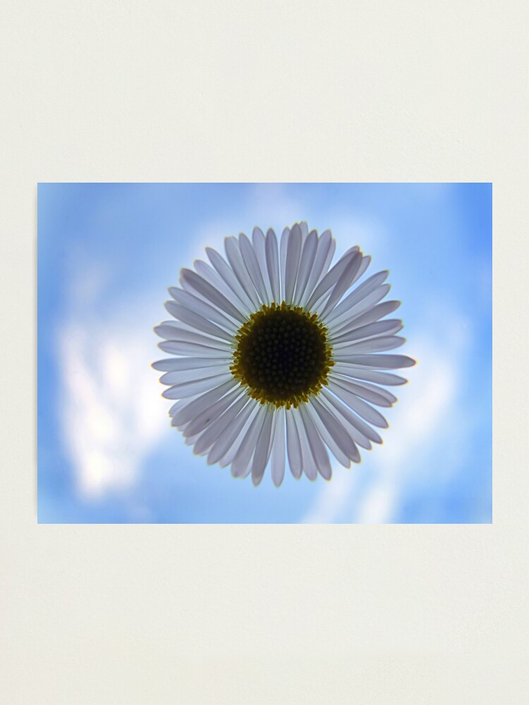 Alternate view of Daisy in the Sky Photographic Print