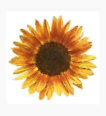 Sunflower Photographic Print