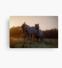 Stomping Ground Canvas Print