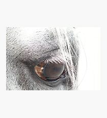 Gazer Photographic Print