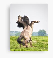 Horses don't usually fight over grass Canvas Print