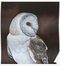 Barn Owl Poster