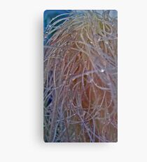 Cornsilk and Dew Metal Print