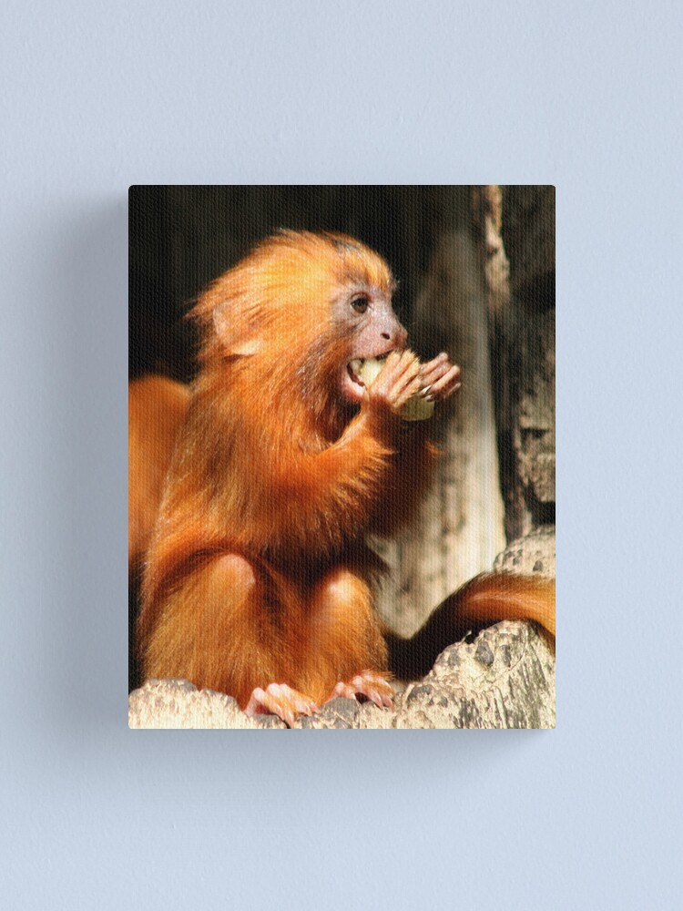 Alternate view of Golden Lion Tamarin Canvas Print