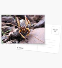 Tree Weta Postcards