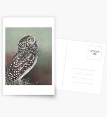 Burrowing Owl Postcards