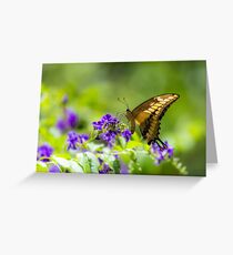 Aruba Butterfly Greeting Card