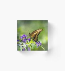 Aruba Butterfly Acrylic Block