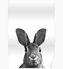 Hase Poster