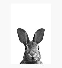 Hase Fotodruck