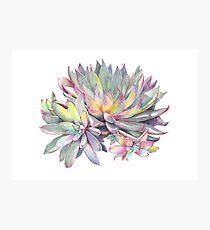 Succulent #2 Photographic Print