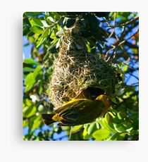 Weaver feeding his mate Canvas Print