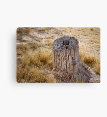 Tree Stump Canvas Print