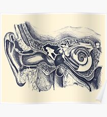 Inner ear anatomy Poster