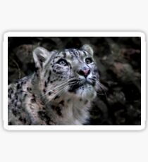 Snow Leopard Sticker