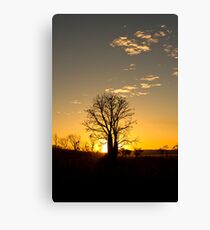 Boab tree. Canvas Print