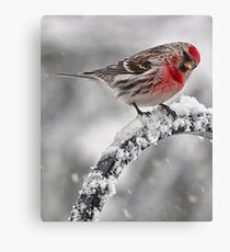 Red Poll -- Cold, But Hungry Canvas Print