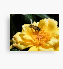 Matching insect Canvas Print