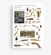 Wetland Ecosystems and Associated Animals Canvas Print