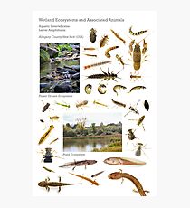 Wetland Ecosystems and Associated Animals Photographic Print