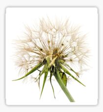 Dandelion Fluff Sticker