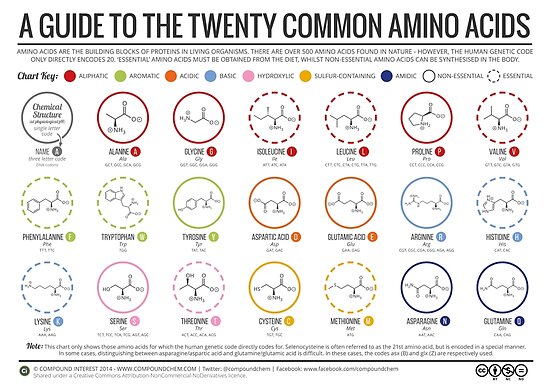 20 Common Amino Acids Chart