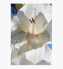 Shining... Photographic Print