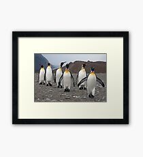 King Penguins on Parade Framed Print