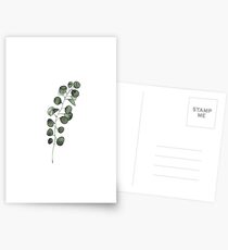 Eukalyptus Postkarten