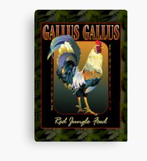 Gallus Gallus International Canvas Print