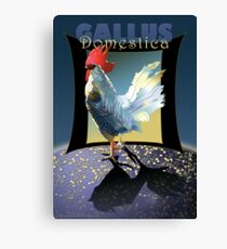Gallus Domestica Canvas Print