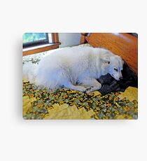 Sleeping Sylvie The Wonder Dog...on Mom's Bed! Canvas Print