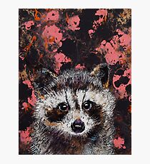 Baby Raccoon Photographic Print