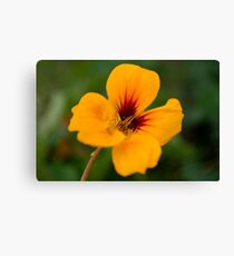 intense yellow Canvas Print