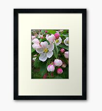 Blossoms Framed Print