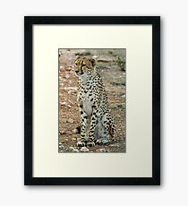 Cheetah Framed Print