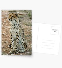 Cheetah Postcards