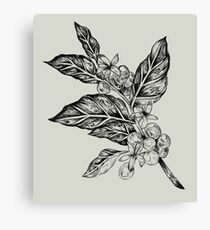 Coffea Canvas Print
