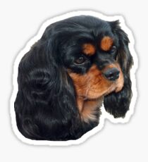 Black & Tan Cavalier King Charles Spaniel Sticker