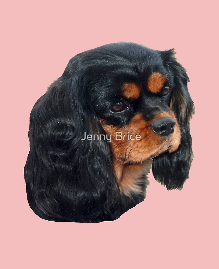 Cavalier King Charles Spaniel Puppies For Sale Puppy
