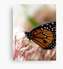 Monarch Canvas Print