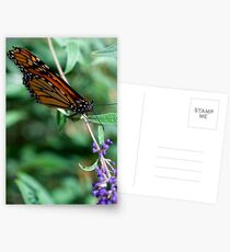 Monarch Resting Postcards