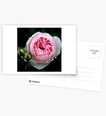 Pink trio Postcards