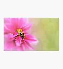 Flower Photographic Print