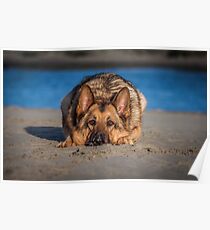 German Shepherd at the Beach Poster