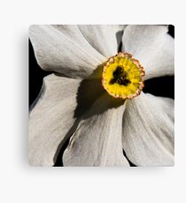 Poet's Daffodil Canvas Print